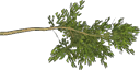 cypress1 - gta_proc_grasslanda.txd