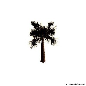Большая прямая пальма (veg_palmbig14) [645] на светлом фоне