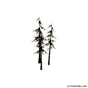 Three tall, coniferous tree (sm_fir_scabtg) [695] on the light background