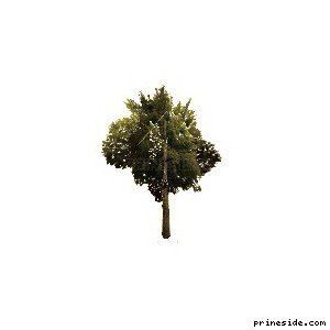 Небольшое дерево (sm_veg_tree4_vbig) [708] на светлом фоне
