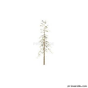 Высокое хвойнее дерево (sprucetree_hi) [771] на светлом фоне
